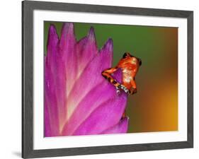 South America, Panama. Strawberry poison dart frog on bromeliad flower.-Jaynes Gallery-Framed Photographic Print