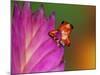 South America, Panama. Strawberry poison dart frog on bromeliad flower.-Jaynes Gallery-Mounted Photographic Print