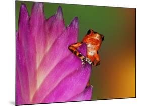 South America, Panama. Strawberry poison dart frog on bromeliad flower.-Jaynes Gallery-Mounted Photographic Print