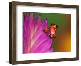 South America, Panama. Strawberry poison dart frog on bromeliad flower.-Jaynes Gallery-Framed Photographic Print