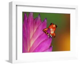 South America, Panama. Strawberry poison dart frog on bromeliad flower.-Jaynes Gallery-Framed Photographic Print