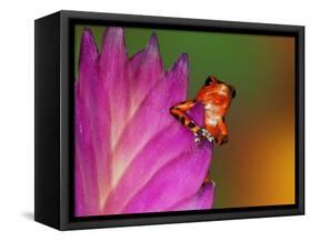 South America, Panama. Strawberry poison dart frog on bromeliad flower.-Jaynes Gallery-Framed Stretched Canvas