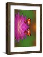 South America, Panama. Strawberry poison dart frog reflects on water.-Jaynes Gallery-Framed Photographic Print