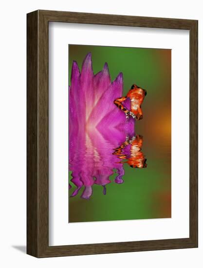 South America, Panama. Strawberry poison dart frog reflects on water.-Jaynes Gallery-Framed Photographic Print