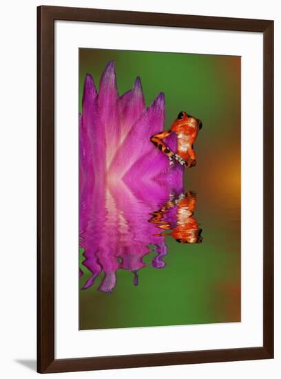 South America, Panama. Strawberry poison dart frog reflects on water.-Jaynes Gallery-Framed Premium Photographic Print