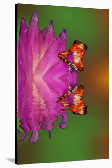 South America, Panama. Strawberry poison dart frog reflects on water.-Jaynes Gallery-Stretched Canvas