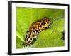 South America, Panama. Yellow form of poison dart frog on spiny plant.-Jaynes Gallery-Framed Photographic Print