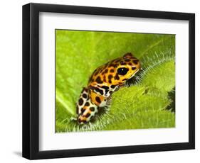 South America, Panama. Yellow form of poison dart frog on spiny plant.-Jaynes Gallery-Framed Photographic Print