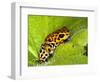 South America, Panama. Yellow form of poison dart frog on spiny plant.-Jaynes Gallery-Framed Photographic Print