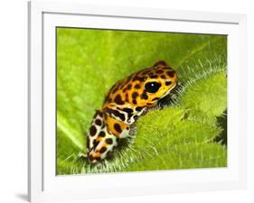 South America, Panama. Yellow form of poison dart frog on spiny plant.-Jaynes Gallery-Framed Photographic Print