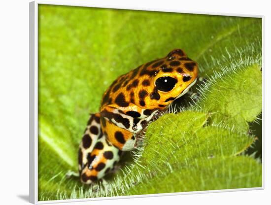 South America, Panama. Yellow form of poison dart frog on spiny plant.-Jaynes Gallery-Framed Photographic Print