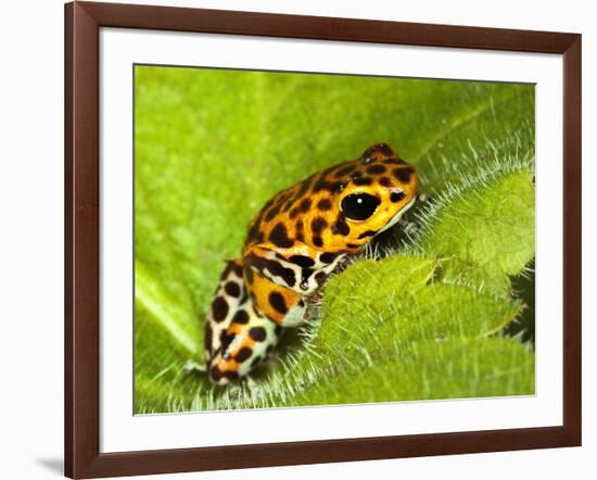 South America, Panama. Yellow form of poison dart frog on spiny plant.-Jaynes Gallery-Framed Photographic Print