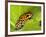 South America, Panama. Yellow form of poison dart frog on spiny plant.-Jaynes Gallery-Framed Photographic Print