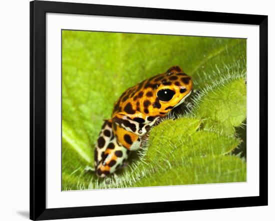 South America, Panama. Yellow form of poison dart frog on spiny plant.-Jaynes Gallery-Framed Photographic Print