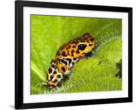 South America, Panama. Yellow form of poison dart frog on spiny plant.-Jaynes Gallery-Framed Photographic Print