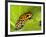 South America, Panama. Yellow form of poison dart frog on spiny plant.-Jaynes Gallery-Framed Photographic Print