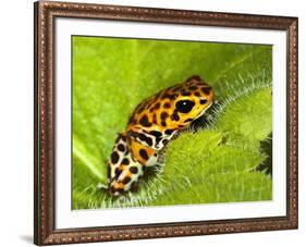 South America, Panama. Yellow form of poison dart frog on spiny plant.-Jaynes Gallery-Framed Photographic Print