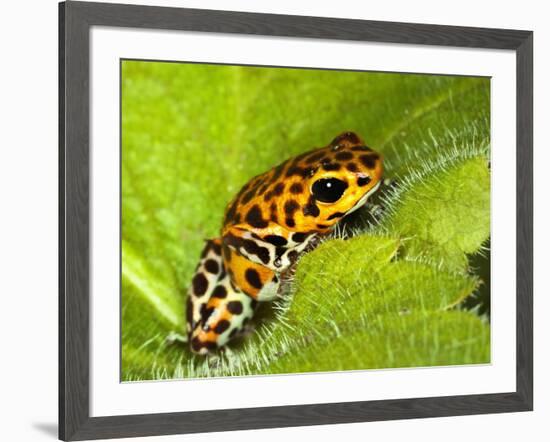 South America, Panama. Yellow form of poison dart frog on spiny plant.-Jaynes Gallery-Framed Photographic Print