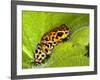 South America, Panama. Yellow form of poison dart frog on spiny plant.-Jaynes Gallery-Framed Photographic Print