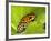 South America, Panama. Yellow form of poison dart frog on spiny plant.-Jaynes Gallery-Framed Photographic Print