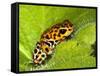 South America, Panama. Yellow form of poison dart frog on spiny plant.-Jaynes Gallery-Framed Stretched Canvas