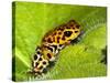 South America, Panama. Yellow form of poison dart frog on spiny plant.-Jaynes Gallery-Stretched Canvas