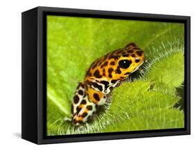 South America, Panama. Yellow form of poison dart frog on spiny plant.-Jaynes Gallery-Framed Stretched Canvas