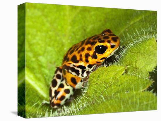 South America, Panama. Yellow form of poison dart frog on spiny plant.-Jaynes Gallery-Stretched Canvas