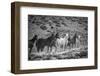 South America, Patagonia, Argentina, Santa Cruz, wild horses near Cueva de los Manos,-Christian Heeb-Framed Photographic Print