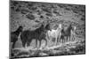 South America, Patagonia, Argentina, Santa Cruz, wild horses near Cueva de los Manos,-Christian Heeb-Mounted Photographic Print