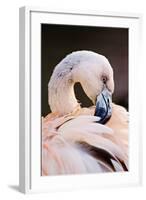 South America. Phoenicopterus Chilensis, Immature Chilean Flamingo Portrait-David Slater-Framed Photographic Print