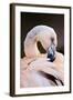 South America. Phoenicopterus Chilensis, Immature Chilean Flamingo Portrait-David Slater-Framed Photographic Print