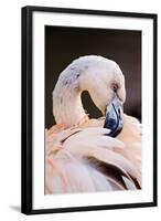 South America. Phoenicopterus Chilensis, Immature Chilean Flamingo Portrait-David Slater-Framed Photographic Print