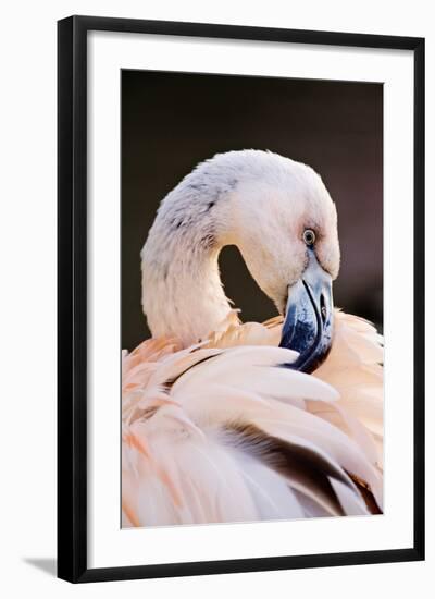 South America. Phoenicopterus Chilensis, Immature Chilean Flamingo Portrait-David Slater-Framed Photographic Print