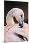 South America. Phoenicopterus Chilensis, Immature Chilean Flamingo Portrait-David Slater-Mounted Photographic Print