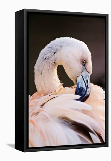South America. Phoenicopterus Chilensis, Immature Chilean Flamingo Portrait-David Slater-Framed Stretched Canvas
