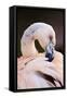 South America. Phoenicopterus Chilensis, Immature Chilean Flamingo Portrait-David Slater-Framed Stretched Canvas