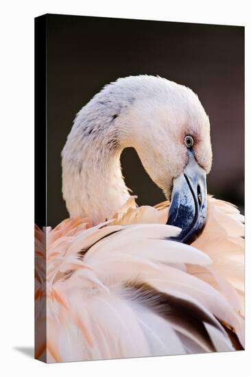 South America. Phoenicopterus Chilensis, Immature Chilean Flamingo Portrait-David Slater-Stretched Canvas