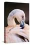 South America. Phoenicopterus Chilensis, Immature Chilean Flamingo Portrait-David Slater-Stretched Canvas