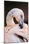 South America. Phoenicopterus Chilensis, Immature Chilean Flamingo Portrait-David Slater-Mounted Photographic Print