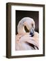 South America. Phoenicopterus Chilensis, Immature Chilean Flamingo Portrait-David Slater-Framed Photographic Print