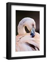 South America. Phoenicopterus Chilensis, Immature Chilean Flamingo Portrait-David Slater-Framed Photographic Print