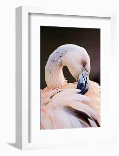South America. Phoenicopterus Chilensis, Immature Chilean Flamingo Portrait-David Slater-Framed Photographic Print