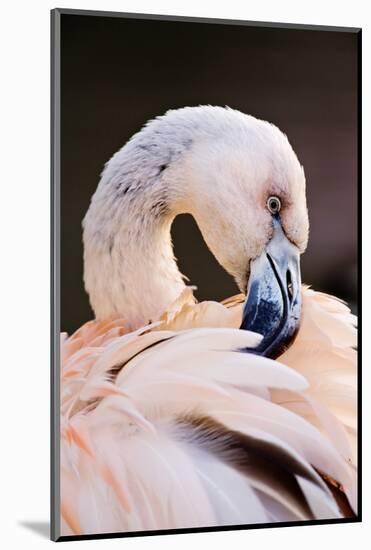 South America. Phoenicopterus Chilensis, Immature Chilean Flamingo Portrait-David Slater-Mounted Photographic Print