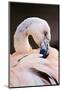 South America. Phoenicopterus Chilensis, Immature Chilean Flamingo Portrait-David Slater-Mounted Photographic Print