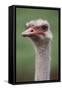 South America, Rhea, Rhea American, Close Up-Stuart Westmorland-Framed Stretched Canvas