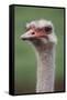 South America, Rhea, Rhea American, Close Up-Stuart Westmorland-Framed Stretched Canvas