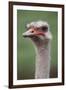 South America, Rhea, Rhea American, Close Up-Stuart Westmorland-Framed Premium Photographic Print