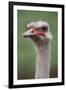 South America, Rhea, Rhea American, Close Up-Stuart Westmorland-Framed Premium Photographic Print