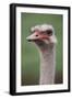 South America, Rhea, Rhea American, Close Up-Stuart Westmorland-Framed Photographic Print